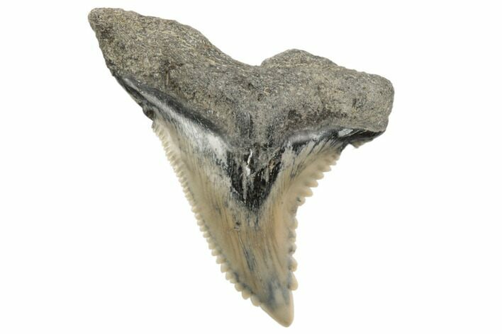 Snaggletooth Shark (Hemipristis) Tooth - Aurora, NC #194974